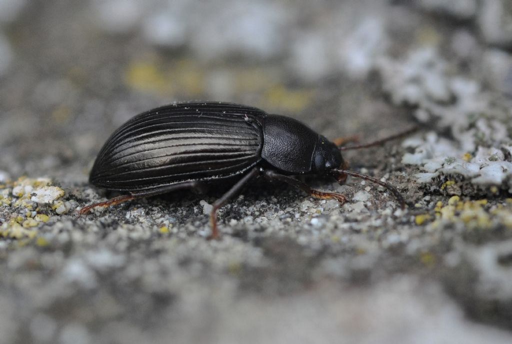 Tenebrionidae: Nalassus dermestoides o N. dryadophilus